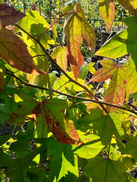 Liquidambar