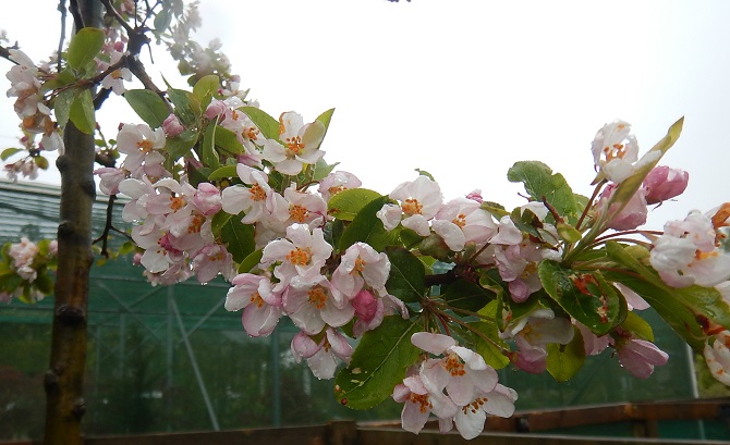 Malus Red Sentinel