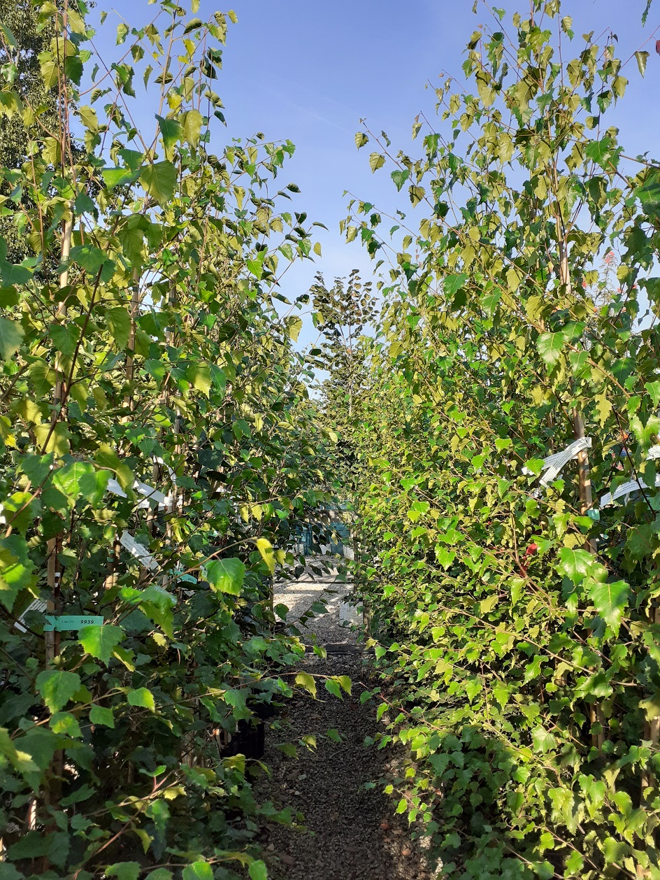 Small birch trees