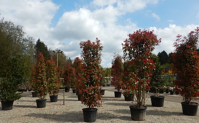 Large Photinia shrubs