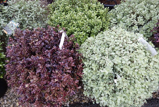 Pittosporum in variety