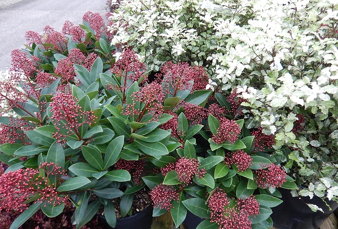 Skimmia rubella