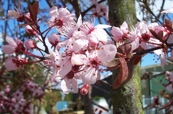 Prunus cerasifera nigra