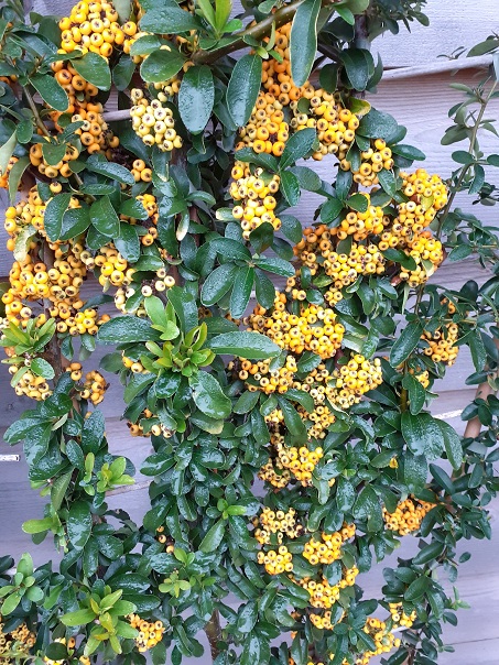 Pyracantha