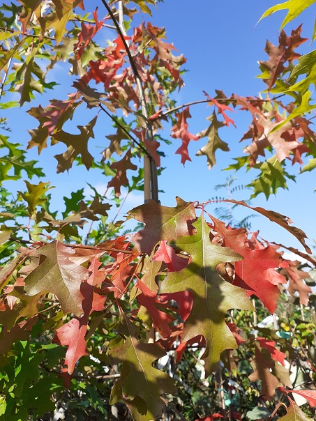 Quercus palustris