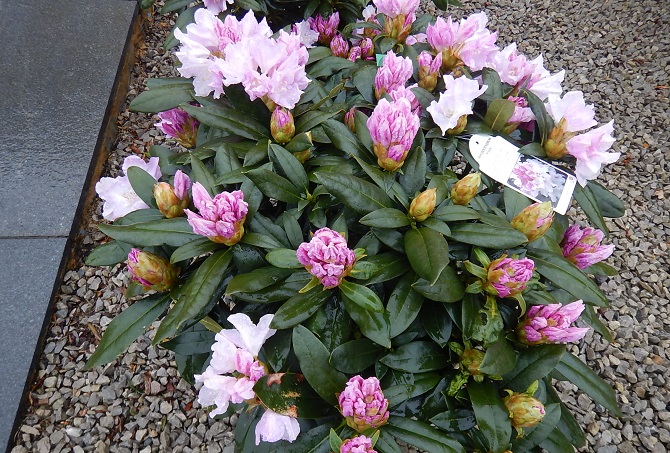 Rhododendron Hoppy