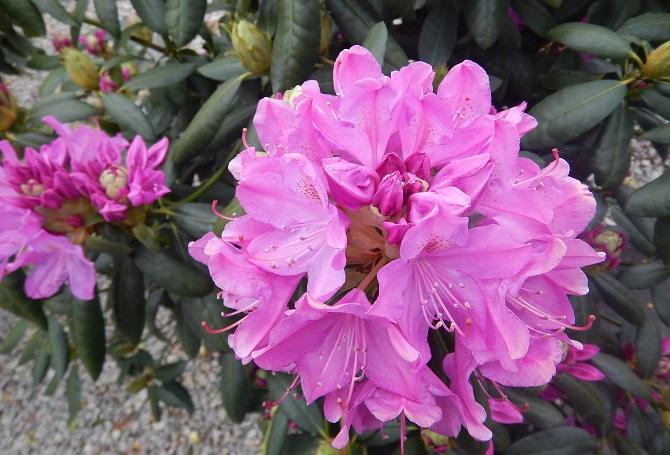 Rhododendron Roseum Elegans