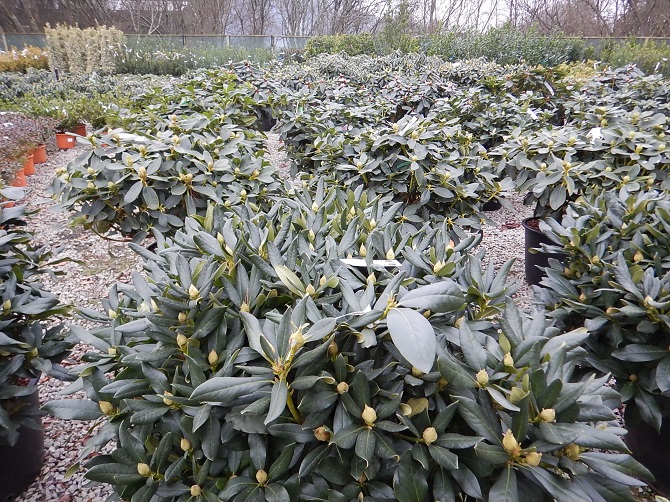 Rhododendron