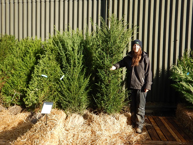 Yew 200 - 225cm