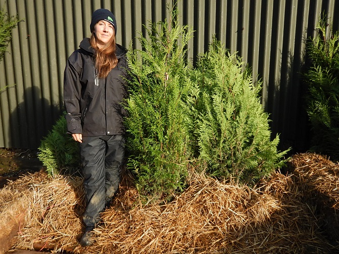 Thuja plicata 150-175cm