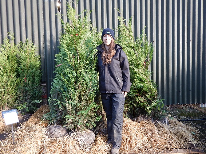 Thuja plicata 200-225cm