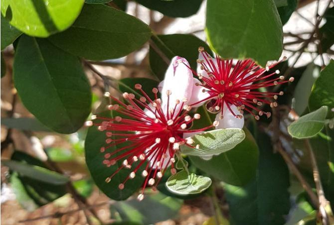 Top Trees for gardens: Contrasting Colour, Lush Leaves and Impact