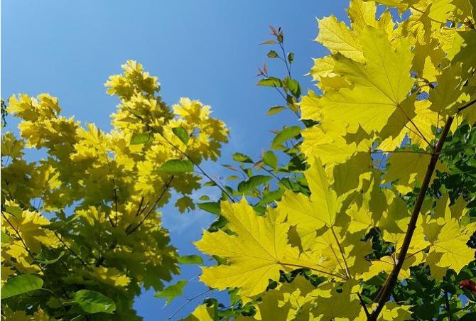 Dry weather warning, it's time to water your trees and shrubs!