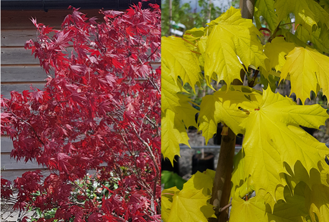 Amazing Acers! A dream team, with fresh, new leaves that are looking luscious.