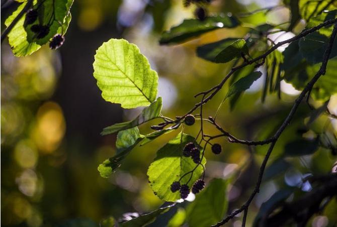 Which trees are native in the UK and should we avoid planting other trees?