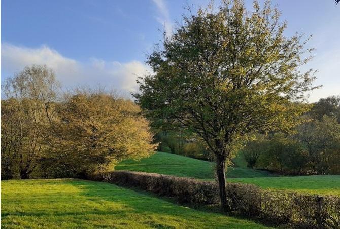 Trees and hedges