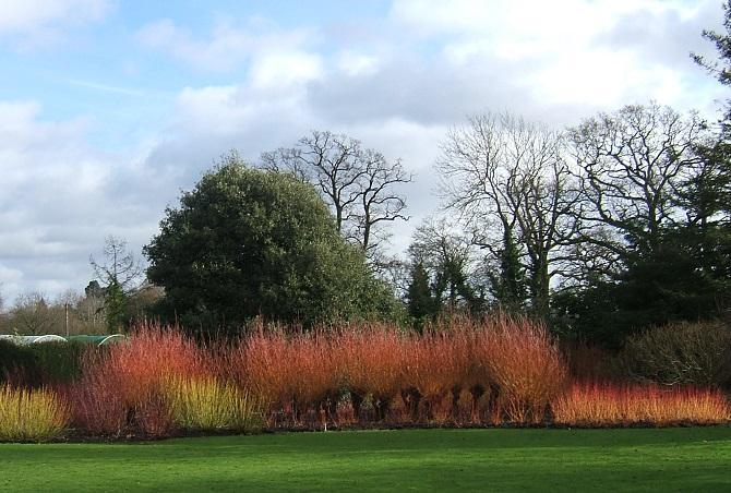 Cornus winter stem colour