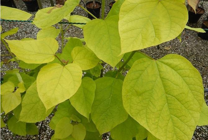 summer foliage colour