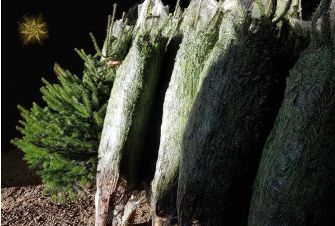 Christmas trees available for collection from English Woodlands' dry and sheltered shed NOW!