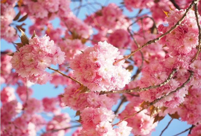Call to Action! 10% OFF until end of Feb, with coupon code: LOVETREES25 
