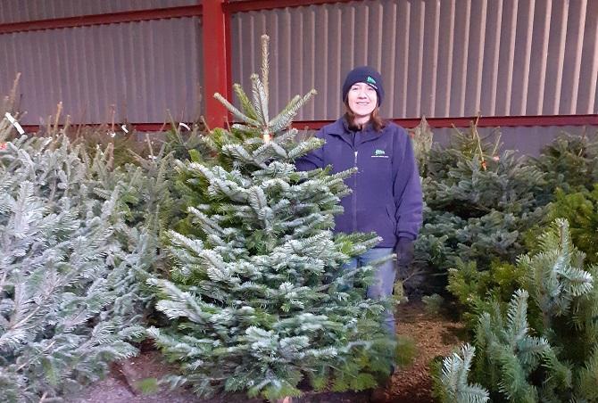 Christmas Trees available in December 2021