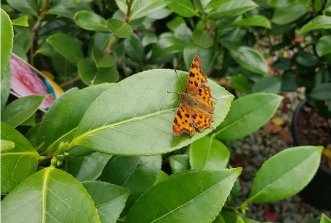 Urgent advice: why Rhododendrons and Camellias need water NOW!