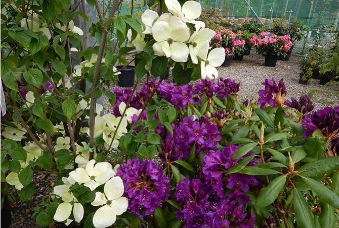 Summer foliage and flowers