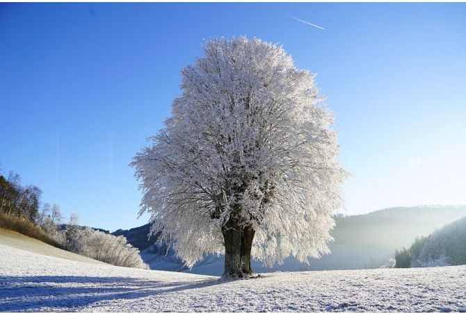 Enjoy the planting season, 2024. Your trees and shrubs will romp away in spring!