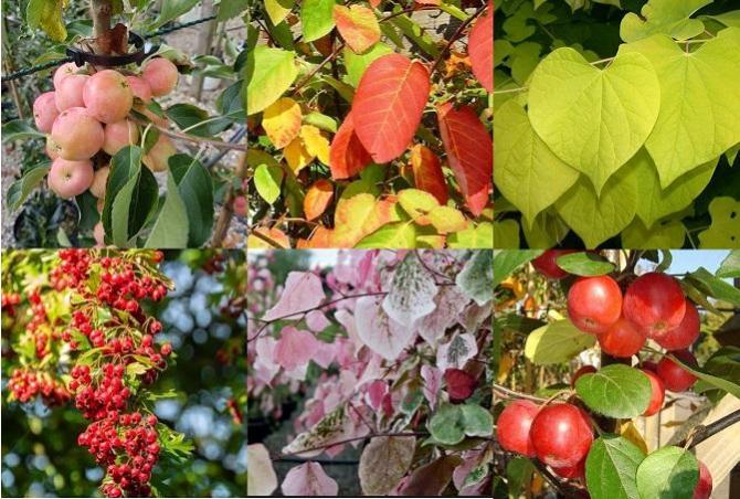New stock has arrived at English Woodlands! Here's a sample of native and non native trees and shrubs available now