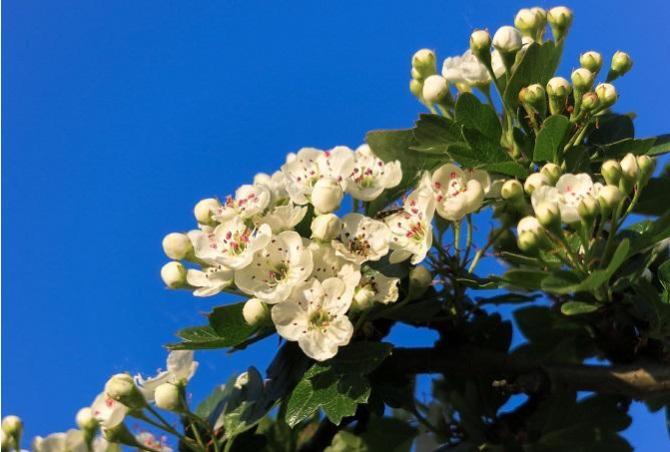 Hawthorn flowers bring bad luck if you bring them indoors
