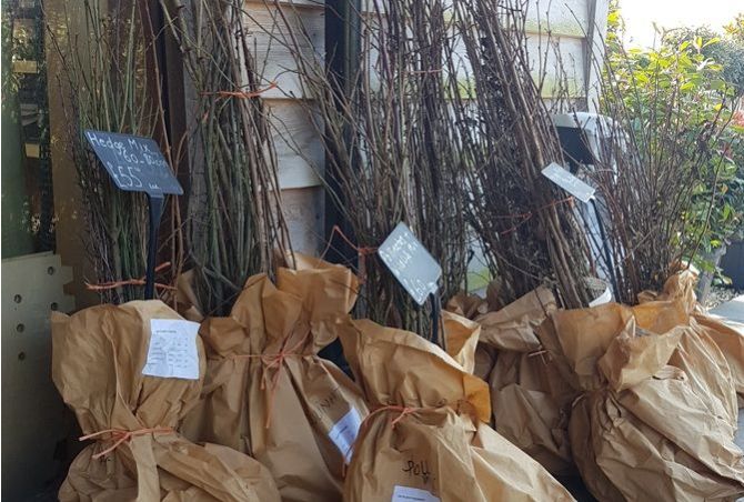 Last chance for bare root planting! Delivery available across the UK