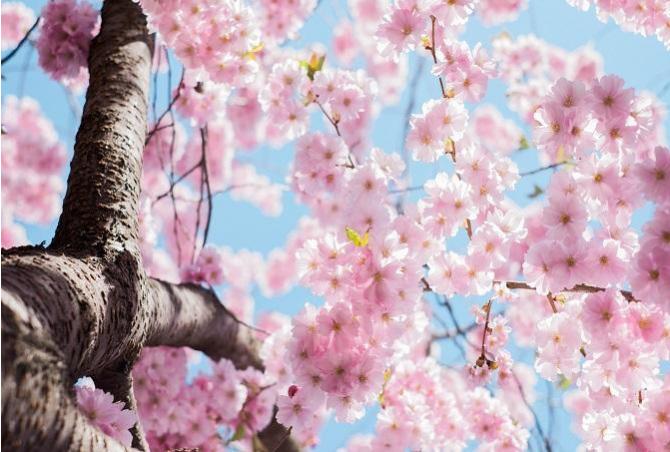 Some of the Best Spring Flowering Trees and Shrubs for UK Gardens