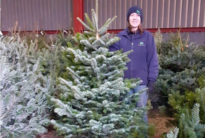 Christmas trees and festive gifts available from English Woodlands NOW!