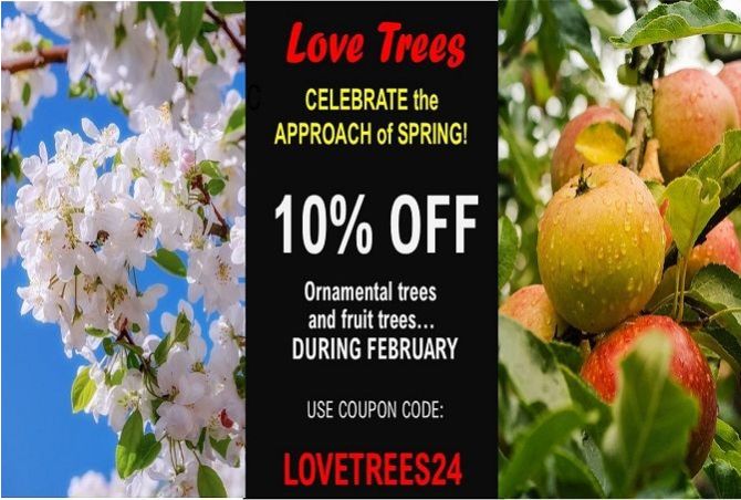 FEBRUARY 2024 DISCOUNT! Love trees this month and receive 10% off