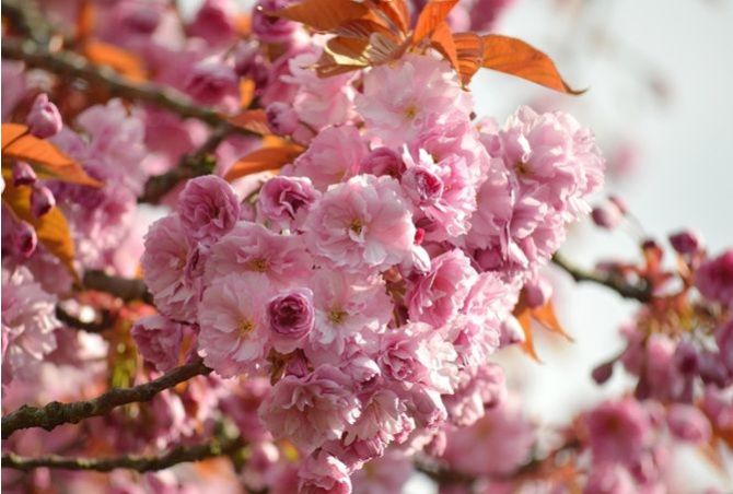 Looking forward to spring blossom! Trees will soon be flowering, many varieties available!