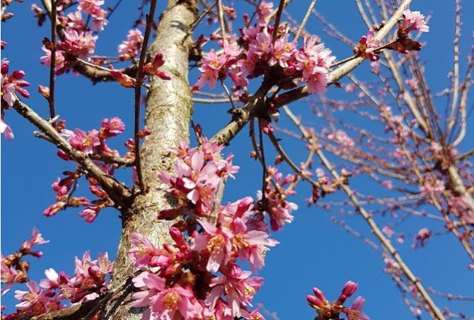 Early spring! English Woodlands has wonderful trees in blossom, but don't forget these garden tasks