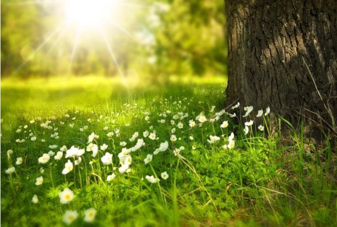 Urgent tree and shrub advice for English Woodlands customers past and present