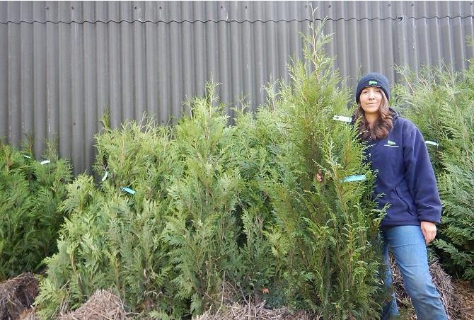 Thuja rootballed hedge plants