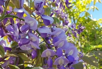 Visit English Woodlands for a burst of flower power! But please note that we are closed on Bank Holidays and Sundays