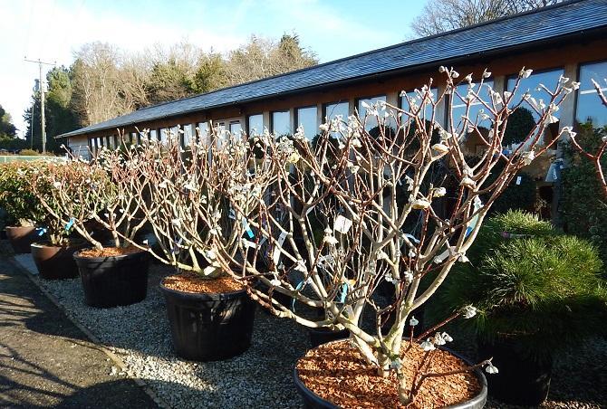 Winter flowering shrubs