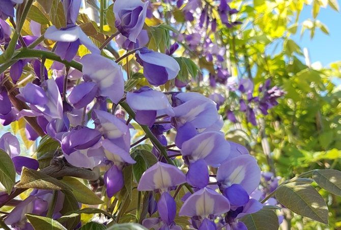 Visit English Woodlands for a burst of flower power! But please note that we are closed on Bank Holidays and Sundays