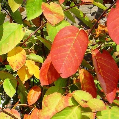 Amelanchier lamarkii leaves