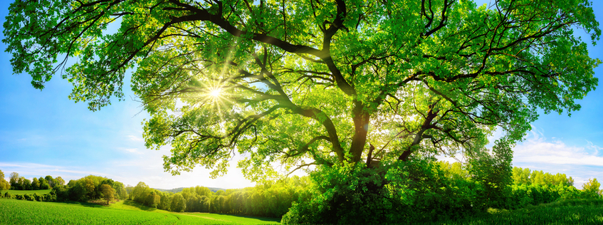 Trees and Shrubs