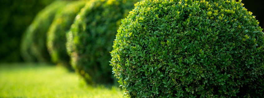 Topiary                                                                                                                                                                                                                                         