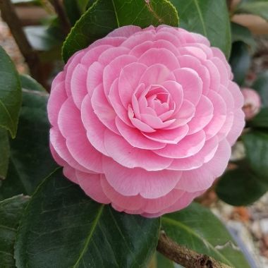 Camellia Japonica - Plants To Your Door