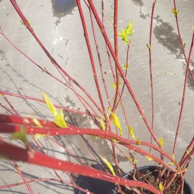 Red deals dogwood trees