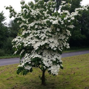 Chinese dogwood on sale