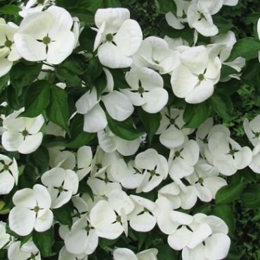 Cornus kousa Venus Flowering Dogwood English Woodlands