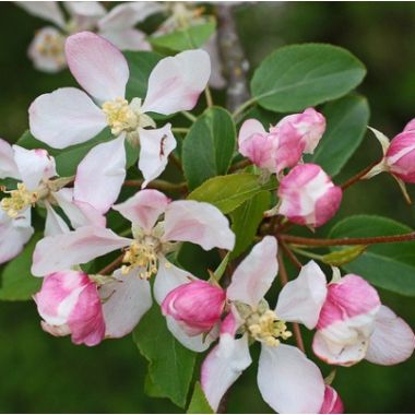 Malus sylvestris (UK Grown)-Crab Apple, Bareroot | English Woodlands