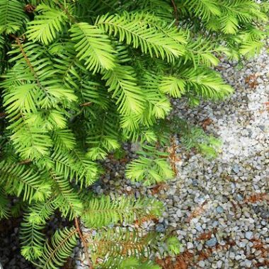 Dawn redwood metasequoia glyptostroboides Dawn redwood metasequoia glyptostroboides